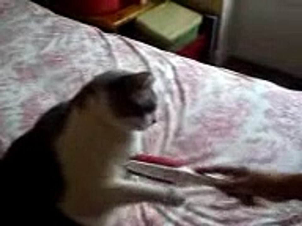 Big cat