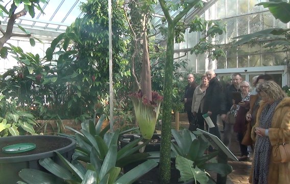 Eclosion de la fleur Arum Titan à Meise