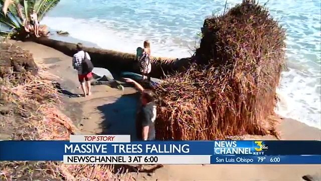 Palm Trees Falling at Refugio (News World)