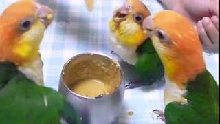 Three Parrots Eating Food So Cute . Kindly ReSHARE