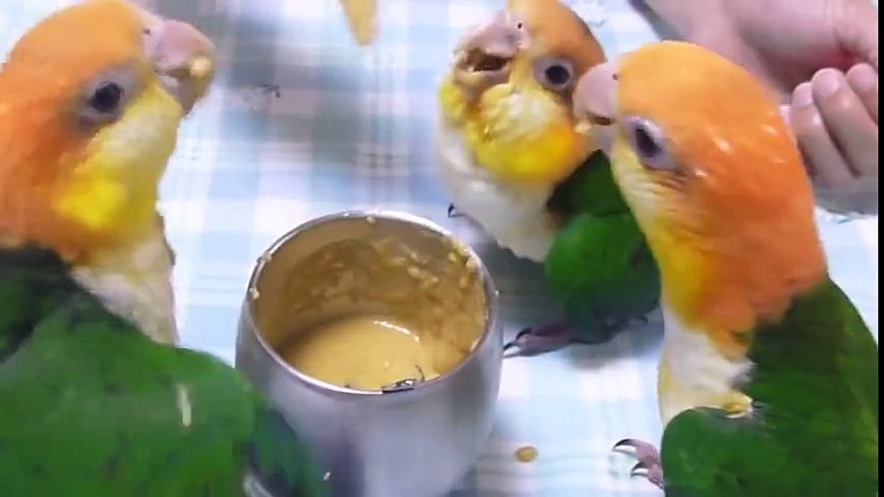 Three Parrots Eating Food So Cute . Kindly ReSHARE