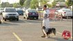 Parking Lot Shepherd Prank - Just For Laughs Gags