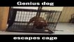 Genius Dog Escapes Cage