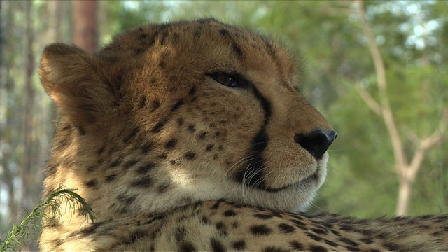 Un fonds pour sauver les guépards de l'extinction