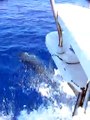 Dolphins off the coast of Marettimo, Egadi Islands, Sicily
