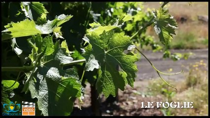 L'uva fa bene? Si, ma a patto che...