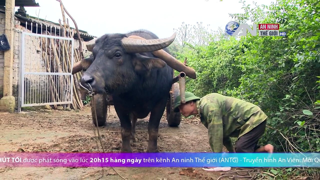 8 giờ 15 phút tối Con trâu mang trái tim người Truyền hình An Viên