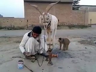 See the talent of Goat .