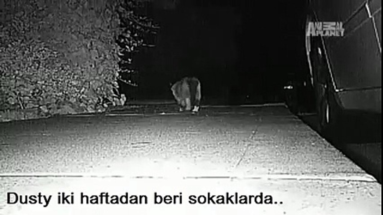 Dünya Bu Hırsız Kediyi Konuşuyor.. Yok Böyle Bir Şey
