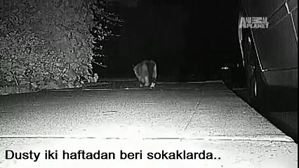 Dünya Bu Hırsız Kediyi Konuşuyor.. Yok Böyle Bir Şey