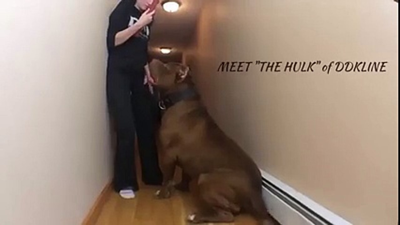 Dünyanın En Büyük Pitbull'u Yok Böyle Bir Şey
