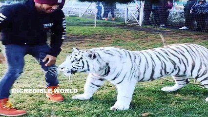 Lewis Hamilton Shares FEARLESS Video Of Himself Grappling With A White Tiger In Mexico!!!!