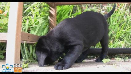 Animali in casa? e vai meno dal dottore