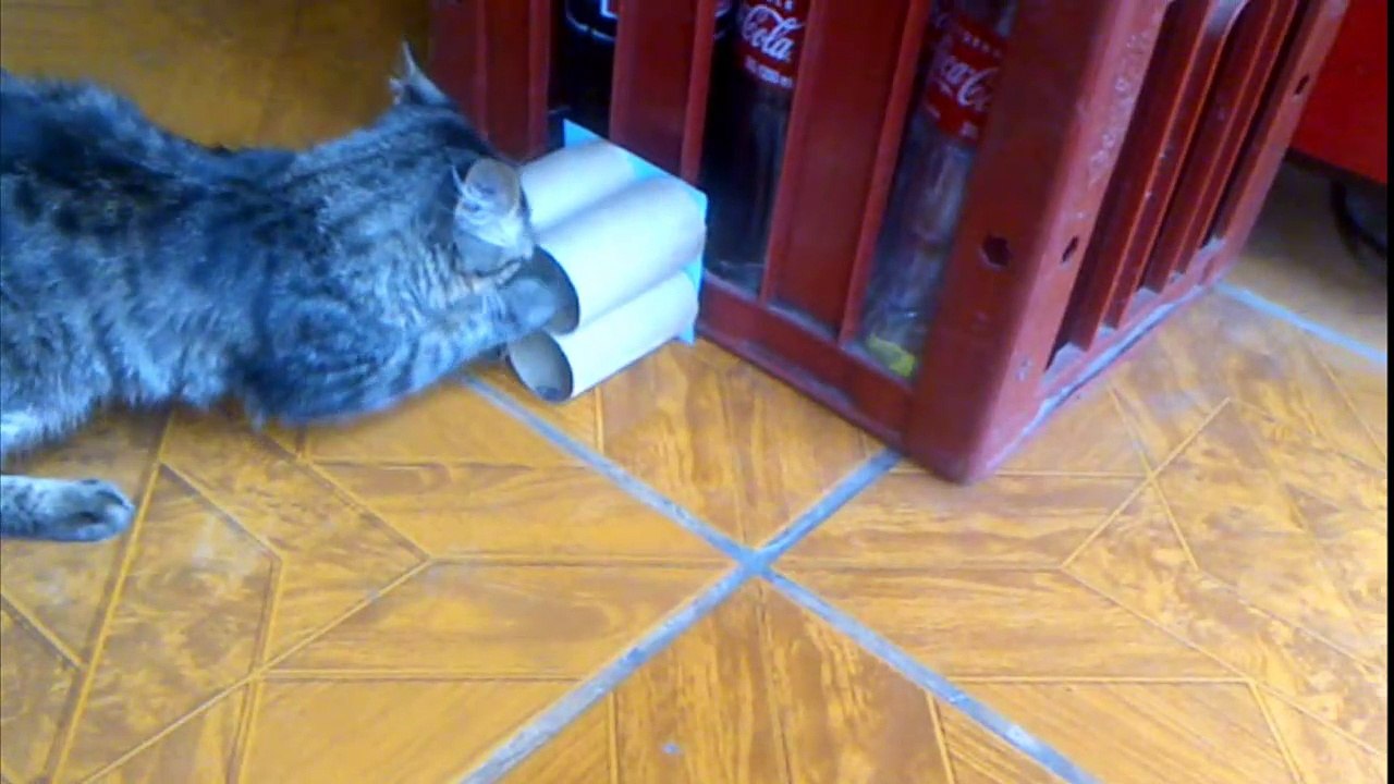 Haz 2 juguetes para gatos caseros faciles