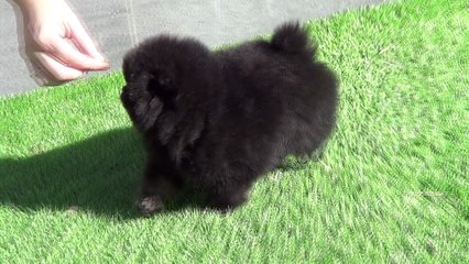 Femelle black and tan 1 mois et demi