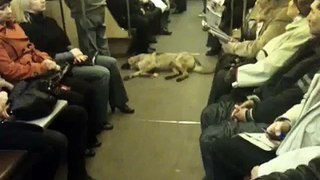 Собака нагло спит в метро