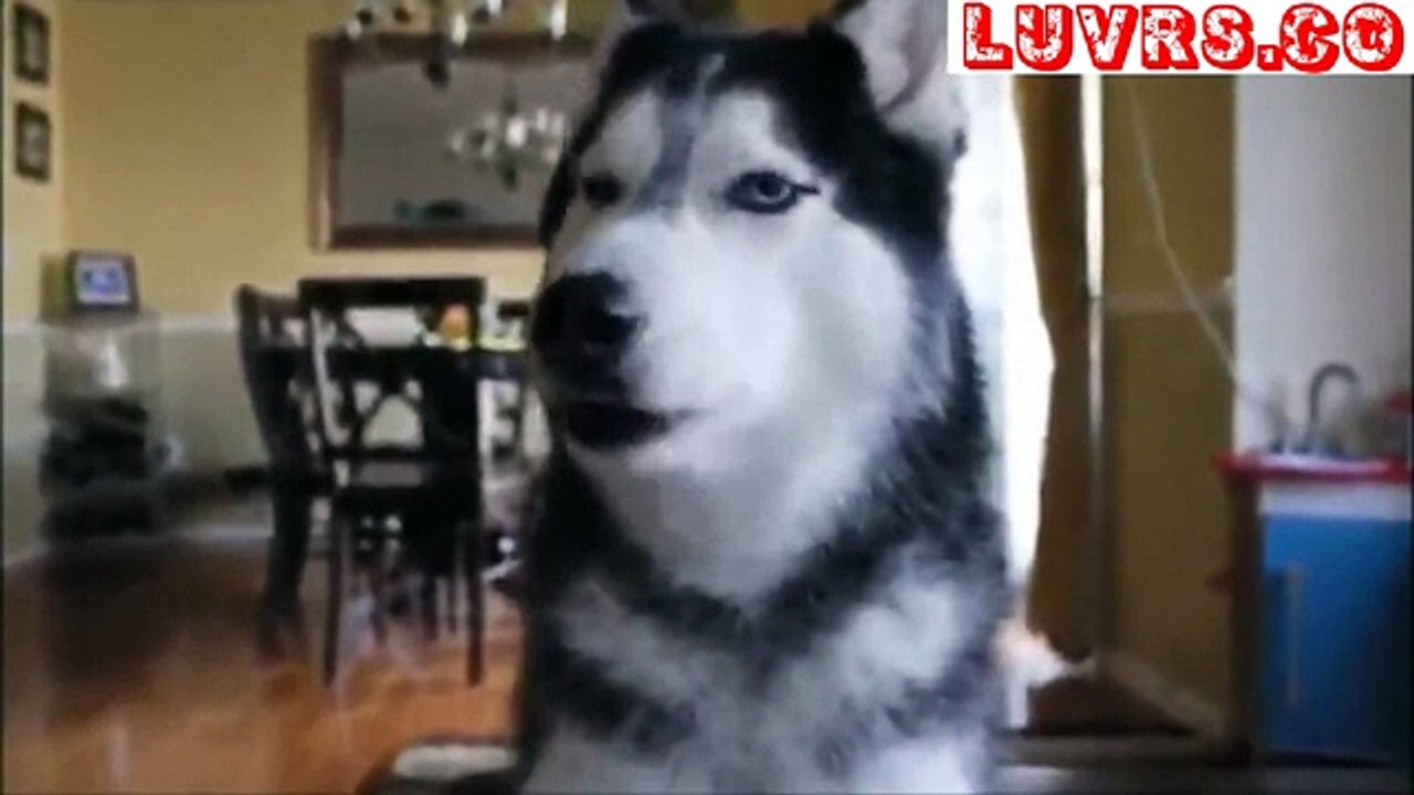 Real Funny Talking Animals by Luvrs.co