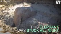 Villagers Rescue Elephant Stuck In Mud