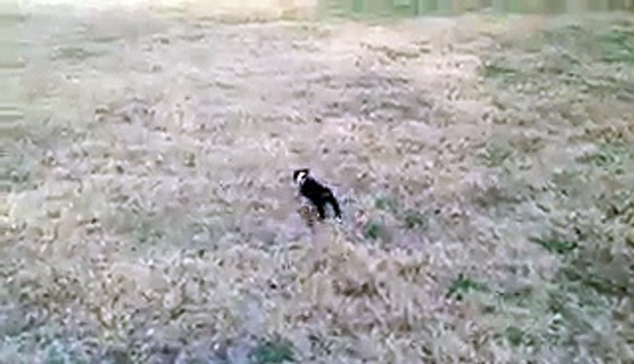 Little Dog Adorably Fails At Leash Training