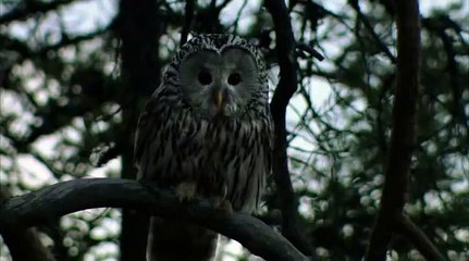 Загадочная природа029