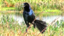 Boat Tailed Grackles Calling