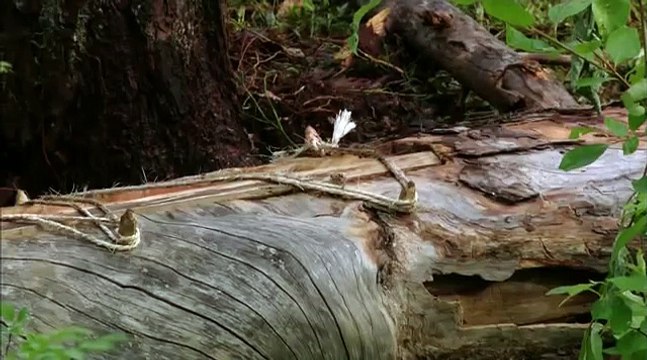 Загадочная природа061