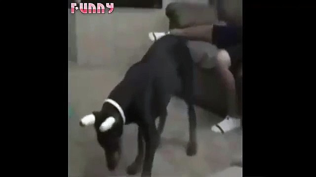 Funny videos 2016 - funny pranks - Try not to laugh or grin challenge HARDEST VERSION