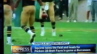 Animals interrupting sports