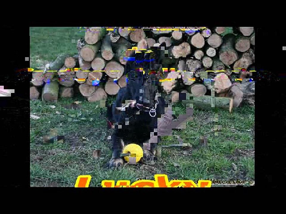 Mordant Lucky 4 mois