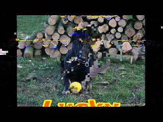 Mordant Lucky 4 mois