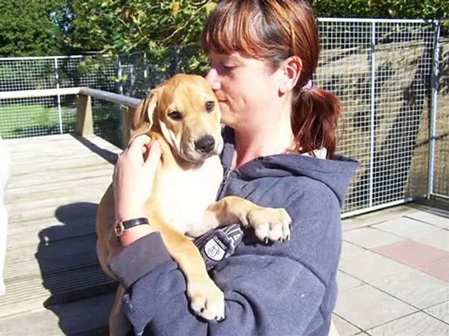 many tears animal rescue dogs looking for homes