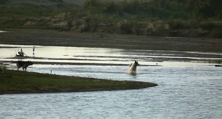 Ce chien inconscient du danger s'approche tout droit de la gueule d'un crocodile