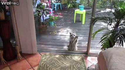 Rocksy the raccoon knocks at the door for food...