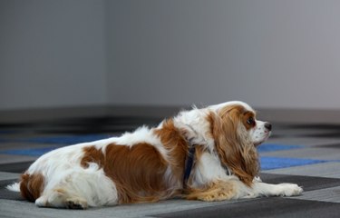 Train Your Dog to Lie Down