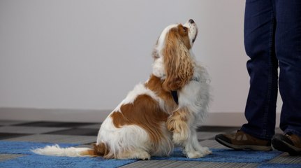 Train Your Dog to Sit