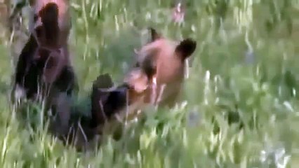 Grizzly Bears vs Wolves / Bear Fights Wolf [Animal Nature Wildlife Documentary Full]