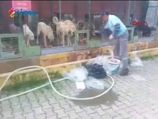 Hayvan barınağının personeli köpeklere ateş etti