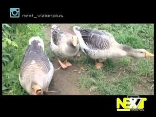 Next - 10 Mars 2016 | Pj.3 - Show - Vizion Plus