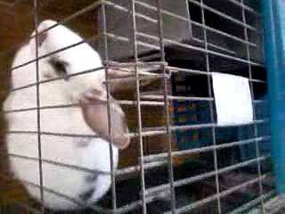 Elevage de lapin au maroc 2016