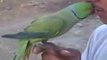 Funny Parrot Kissing Boy-Lolzzz Must Watch-Top Funny Videos-Top Prank Videos-Top Vines Videos-Viral Video-Funny Fails