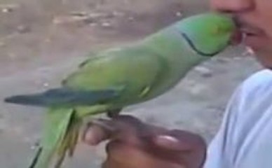 Funny Parrot Kissing Boy-Lolzzz Must Watch-Top Funny Videos-Top Prank Videos-Top Vines Videos-Viral Video-Funny Fails
