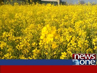 Spring Report By Rafiullah khan 08Mar2016