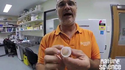 Deadly Jelly Wrestling