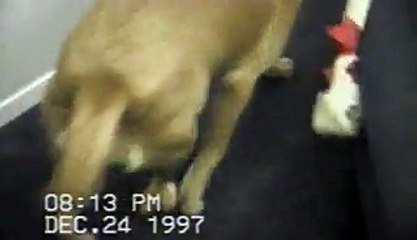 Dogs With Sticks That Cant Fit Through Doorways