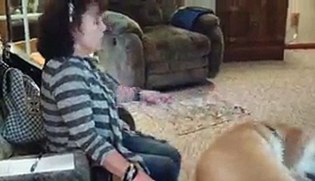 Impressive Dog Fetches Himself A Snack