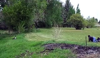 Why You Should Never Mess With Geese