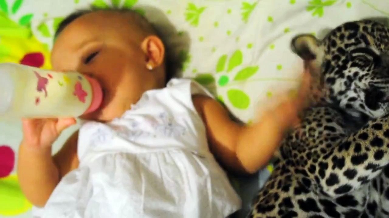 Un bébé jaguar boit son biberon avec une petite fille