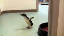 Adorable : quand un pingouin chatouilleux éclate de rire