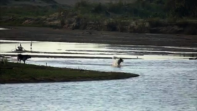 Un crocodile attaque un chien et ne lui laisse aucune chance