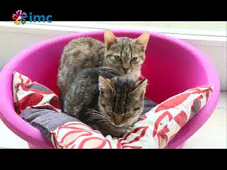 Sur'un kedi ve köpekleri İstanbul'a getirildi